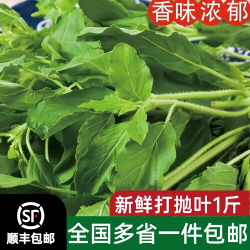新鲜甲抛叶打抛叶圣罗勒塔抛叶泰国食材香料塔抛叶嘎抛叶打抛饭