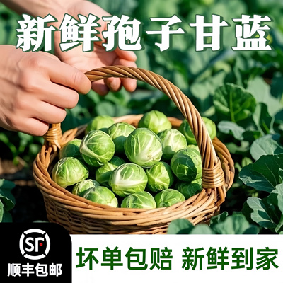 孢子甘蓝新鲜食用西餐沙拉蔬菜食材迷你小宝菜小卷心菜抱子甘蓝