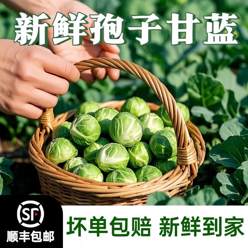 孢子甘蓝新鲜食用西餐沙拉蔬菜食材迷你小宝菜小卷心菜抱子甘蓝