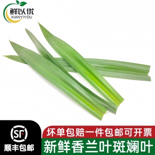 海南斑斓叶新鲜食用香兰叶千层蛋糕原料摆盘装饰烘焙奶茶班兰叶子