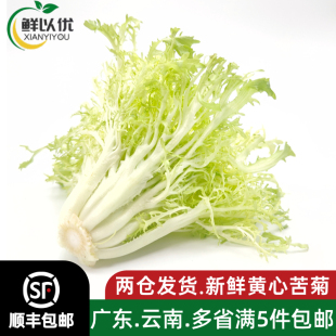 新鲜黄心苦菊500g沙拉蔬菜苦苣九芽狗牙苦细叶生菜西餐健身轻食材
