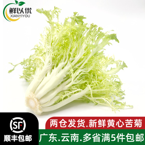 新鲜黄心苦菊500g沙拉蔬菜苦苣九芽狗牙苦细叶生菜西餐健身轻食材