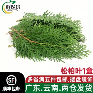 新鲜扁柏叶松柏叶西餐摆盘装饰酒店日料刺身点缀侧柏枝扁柏枝叶子