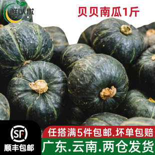 新鲜蔬菜迷你小南瓜贝贝老南瓜生板栗味宝宝捕食老面栗子500g农家