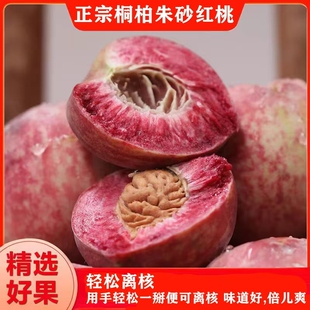 桐柏朱砂红桃血桃树苗老品种离核红肉血桃树苗南北方种植