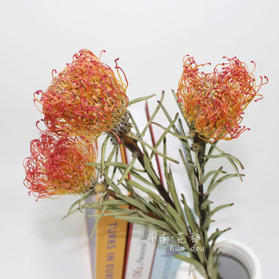 新娘针垫天鹅绒阳光帝王进口花材