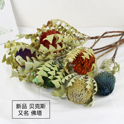 新品贝壳斯佛塔干花 进口花材 装饰拍摄道具 云南花都直销