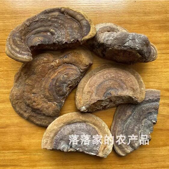 海南野生桑黄干货切片（非桑树桑黄）