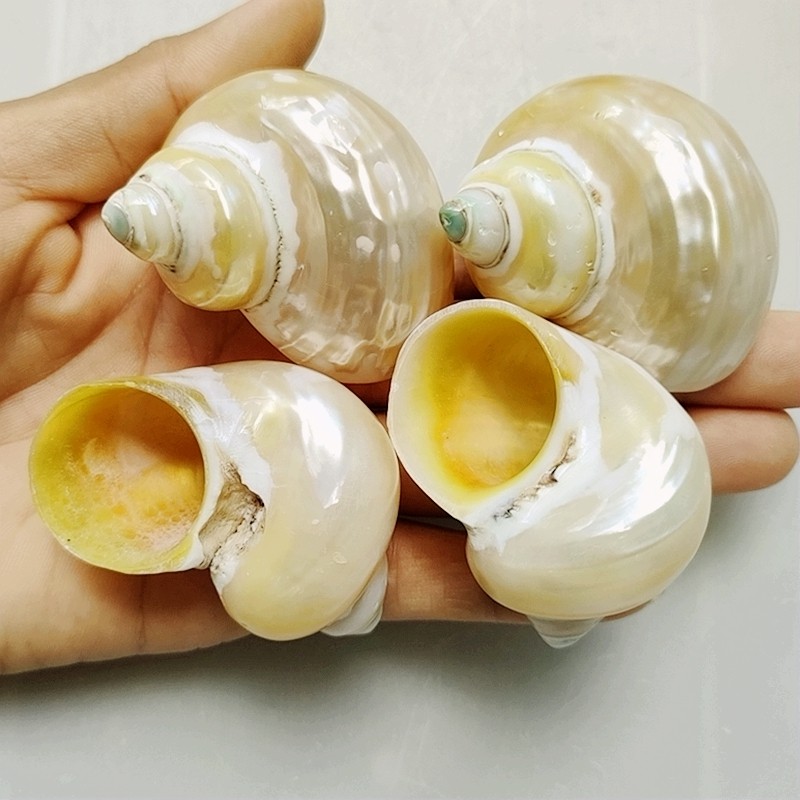 白口蝾螺天然海螺寄居蟹卷贝螺替换壳地中海鱼缸装饰品道具婚庆