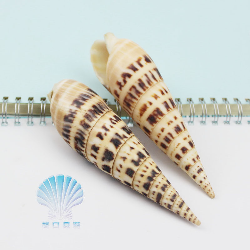 笋螺天然海螺贝壳水族鱼缸造景摆件地中海婚礼装饰拍摄道具收藏