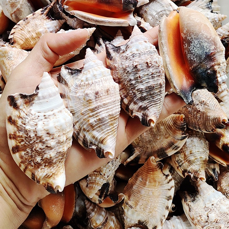 燕子螺天然海螺贝壳大金袖黑口凤凰螺鱼缸水族造景装饰收藏手工