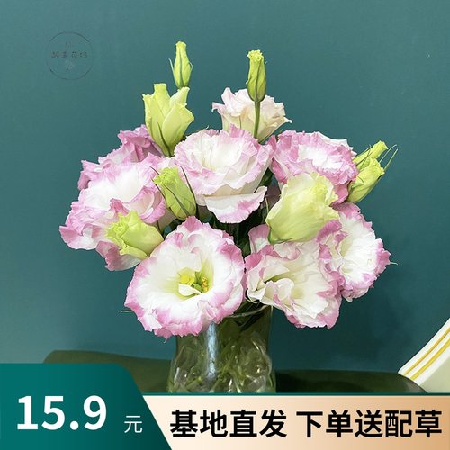 桔梗花价格_桔梗花图片- 星期三