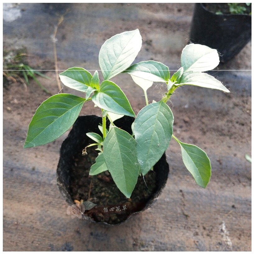 罗勒盆栽苗九层塔 意大利甜香罗勒 泰国九层塔丁香罗勒 肉桂花苑