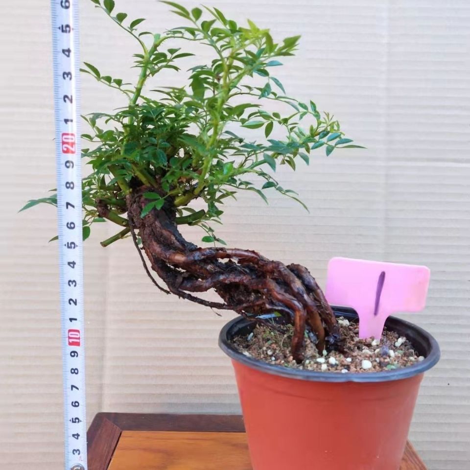 提根姬蔷薇一物一拍绿植花卉盆栽办公室内桌面小盆景包邮