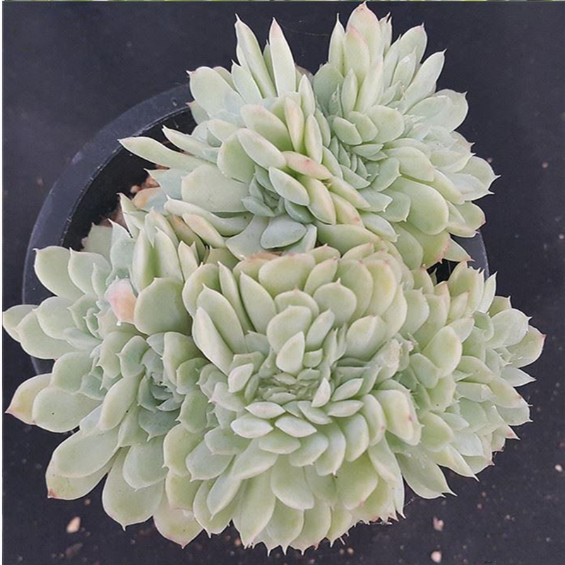 多肉植物香妃月影缀化稀有品种阳台室内盆栽进口贵货花卉肉肉包邮