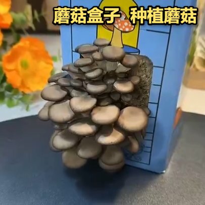 蘑菇盒子diy礼盒平菇种植包食用菌娃娃绿植幼儿园养殖盒装袋装礼