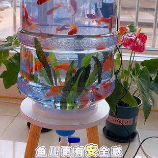 矿泉水桶支架养鱼全套创意透明鱼缸生态桶自制饮水机桶改造