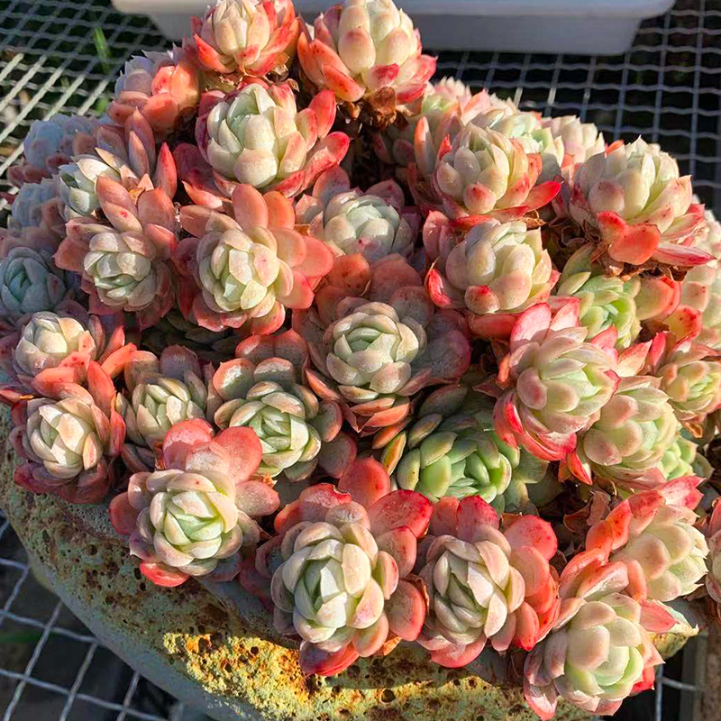 网友分享在meiguo.com的图片