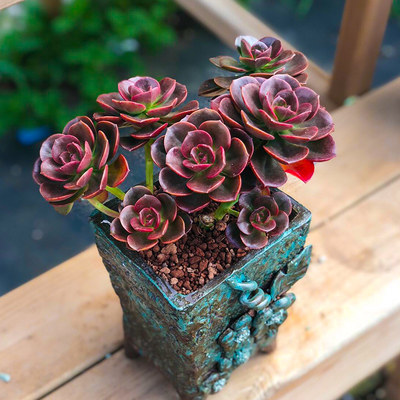 多肉植物室内盆栽大颗好养精品绿植 下单送营养土 泰曼旗舰店 淘优券