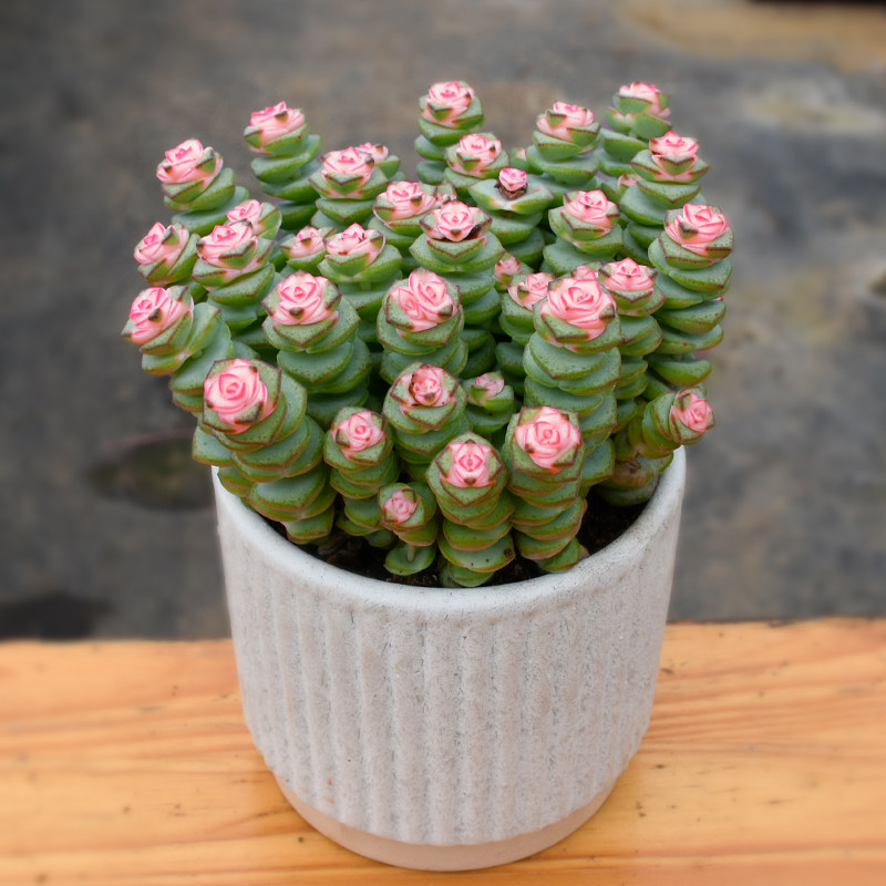 钱串多肉植物室内盆栽肉肉花卉绿植牡丹彩色红心钱串子大颗好养