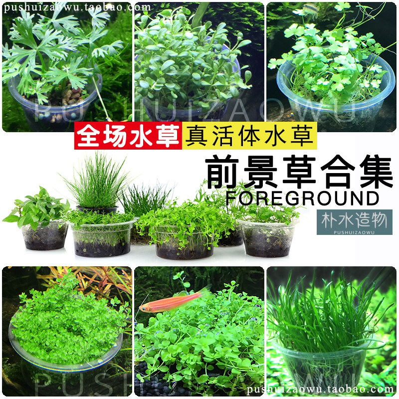 鱼缸前景水草活体日本迷你爬地矮珍珠牛毛毡天胡荽湖葵叉柱花草坪