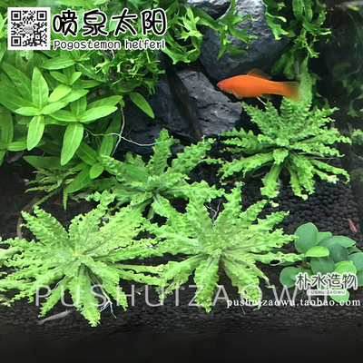 喷泉太阳水草 Pogostemon helferi 鱼缸前景草沼泽水陆缸湿地植物