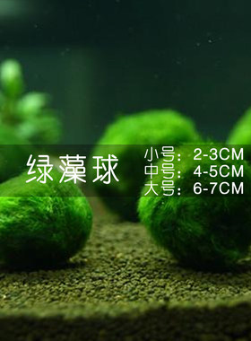 鱼缸造景水草绿藻青苔定植用品