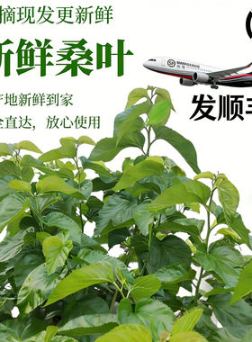 顺丰当天发】新鲜桑叶蚕宝宝爱吃