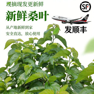 新鲜桑叶嫩叶蚕宝宝饲料学生养蚕大叶现摘现发顺丰当天发养蚕套装
