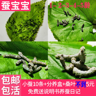 蚕宝宝活体套装白蚕七彩蚕学生养蚕饲养盒大型蚕饲料新鲜桑叶包邮