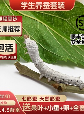 蚕宝宝学生养蚕老师推荐新鲜桑叶