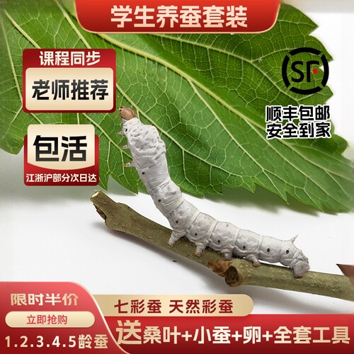 蚕宝宝学生养蚕老师推荐新鲜桑叶
