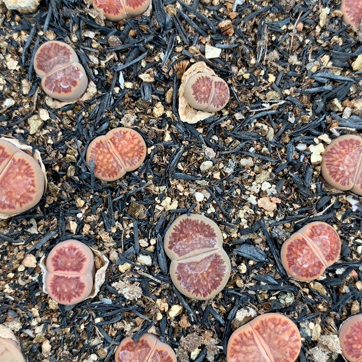 红窗菊 生石花 满50元包邮发货