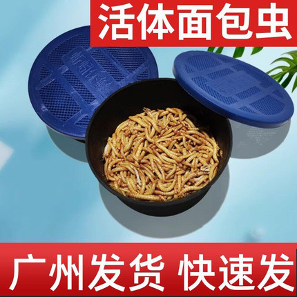 广州面包虫活体黄粉虫宠物饲料八哥鸟乌龟话梅鸟龙鱼饲料饵钓守宫