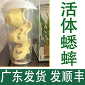 顺丰白蟋蟀活体深圳杯装 针头蟋蟀活体蛐蛐油葫芦龙鱼角蛙守宫鸟食