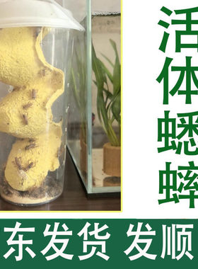 白蟋蟀深圳广东顺丰包邮针头活体