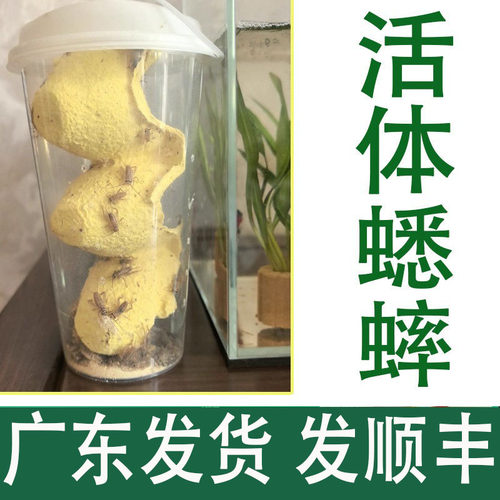 白蟋蟀深圳广东顺丰包邮针头活体
