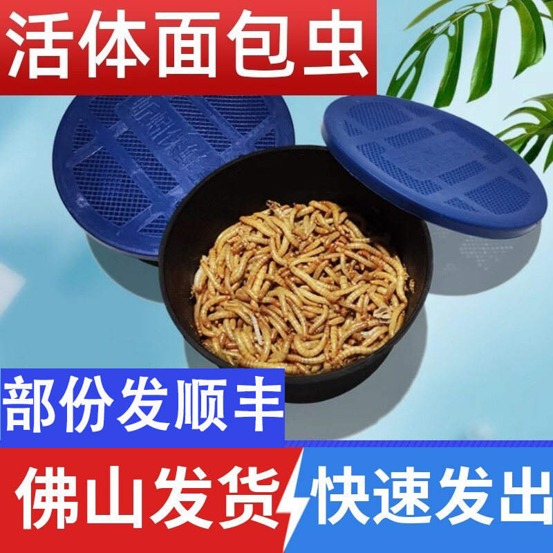 面包虫黄粉虫活体佛山顺丰包邮