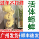 白蟋蟀活体广州杯装 针头蟋蟀活体蛐蛐油葫芦龙鱼角蛙守宫鸟食顺丰