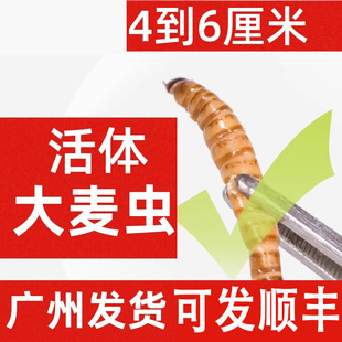 大麦虫广州活体虫面包虫活虫八哥画眉鸟仓鼠蜥蜴宠物饲料鱼饵顺丰