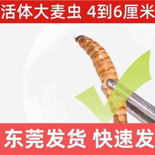 大麦虫东莞活体黄粉虫面包虫活虫八哥画眉鸟仓鼠蜥蜴宠物饲料鱼饵