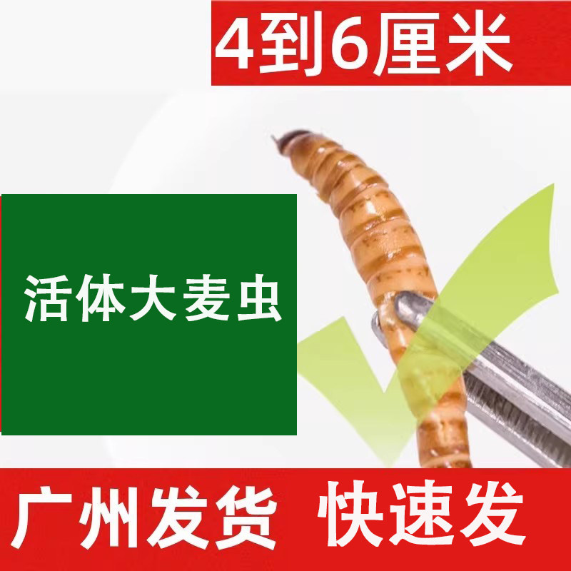 大麦虫广州活体虫面包虫活虫八哥画眉鸟仓鼠蜥蜴宠物饲料鱼饵食物