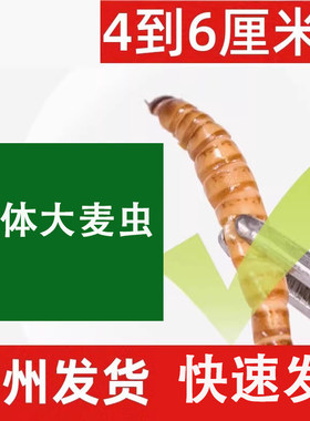 大麦虫广州发货活体饲料鱼饵顺丰