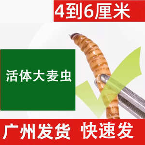 大麦虫广州发货活体饲料鱼饵顺丰