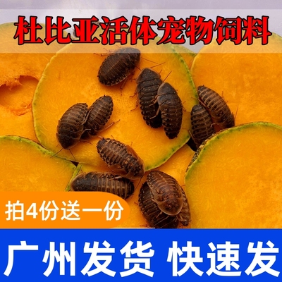 广州杜比亚蟑螂活体幼体蜥蜴