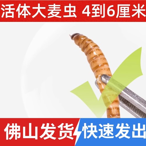 大麦虫佛山发货仓鼠活体饲料鱼饵