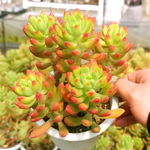 多肉植物砍头苗销量排行榜 多肉植物砍头苗品牌热度排名 小麦优选