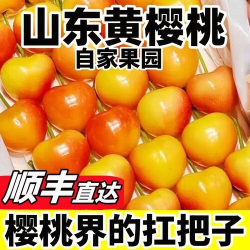 自家黄蜜樱桃顺丰包邮软糯香甜
