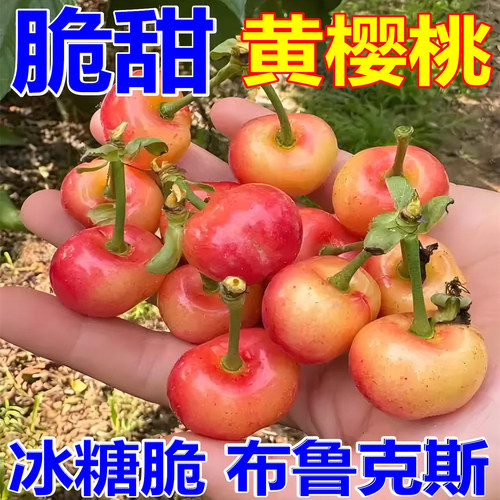 黄樱桃布鲁克斯大樱桃非黄蜜山东新鲜水果红灯国产车厘子当季孕妇