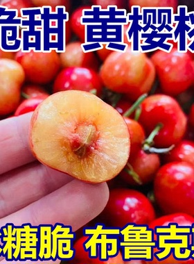 黄樱桃布鲁克斯大樱桃黄蜜樱桃黄水晶樱桃山东新鲜水果国产车厘子